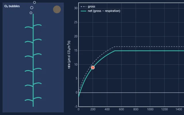 Screenshot of Photosynthesis